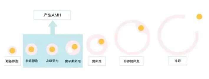 卵巢囊肿症状是不是腰变粗？女性卵巢囊肿的四大危害是什么？