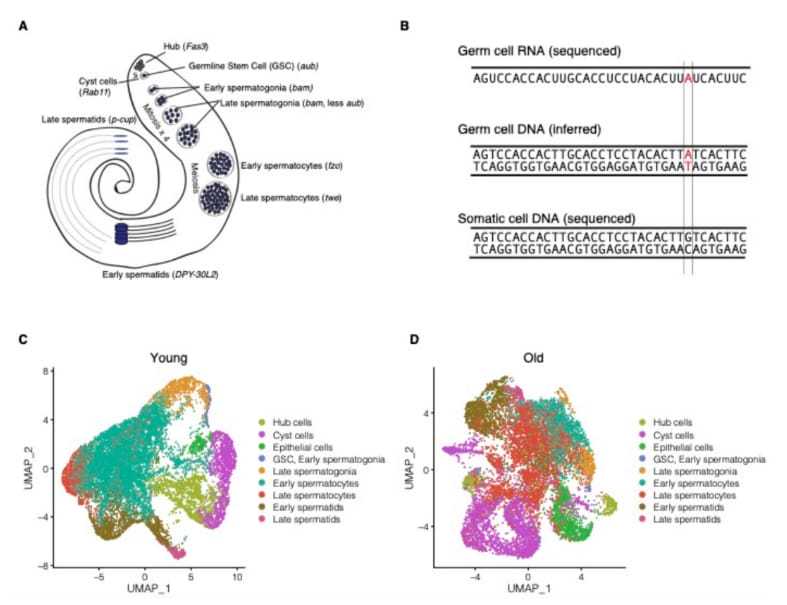 供卵代怀-做了腹腔镜手术后多久能够怀孕生孩子
