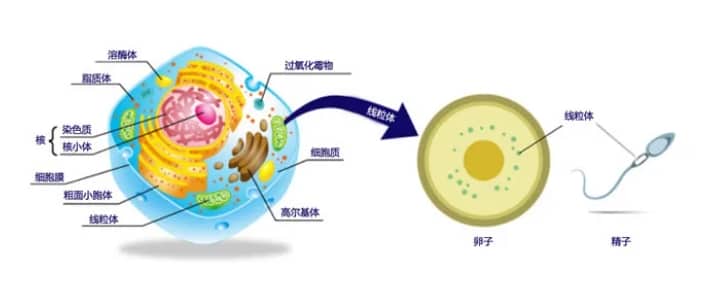 助孕-女性月经量少怎么回事