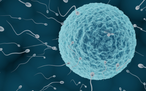 代怀-咖啡因会影响怀孕吗