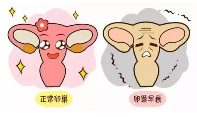 包生男孩-穿刺的精子做试管成功率多少！穿刺取精做试管胚胎质量高吗！