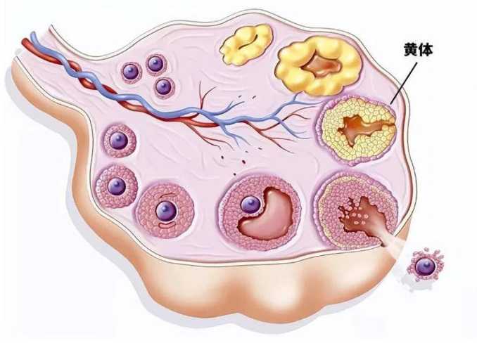 助孕机构-坐月子能玩手机吗?坐月子玩手机的危害