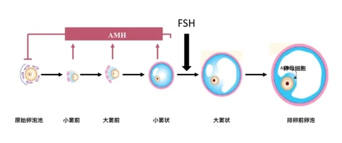 代怀价格-宫外孕后再次宫外孕几率