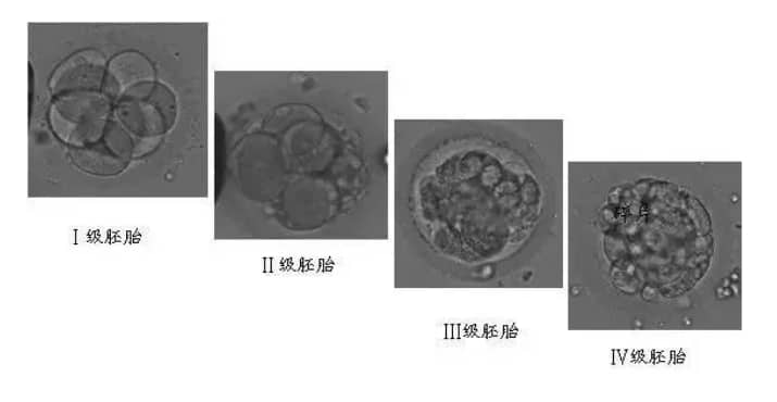 包成功-刚怀孕，孕酮低到底是怎么回事？