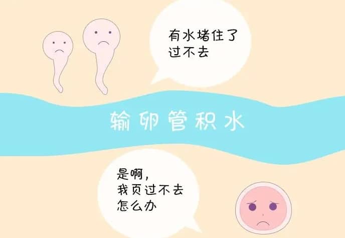 包成功-孕妇适合吃裙带菜吗？经常吃裙带菜好吗？