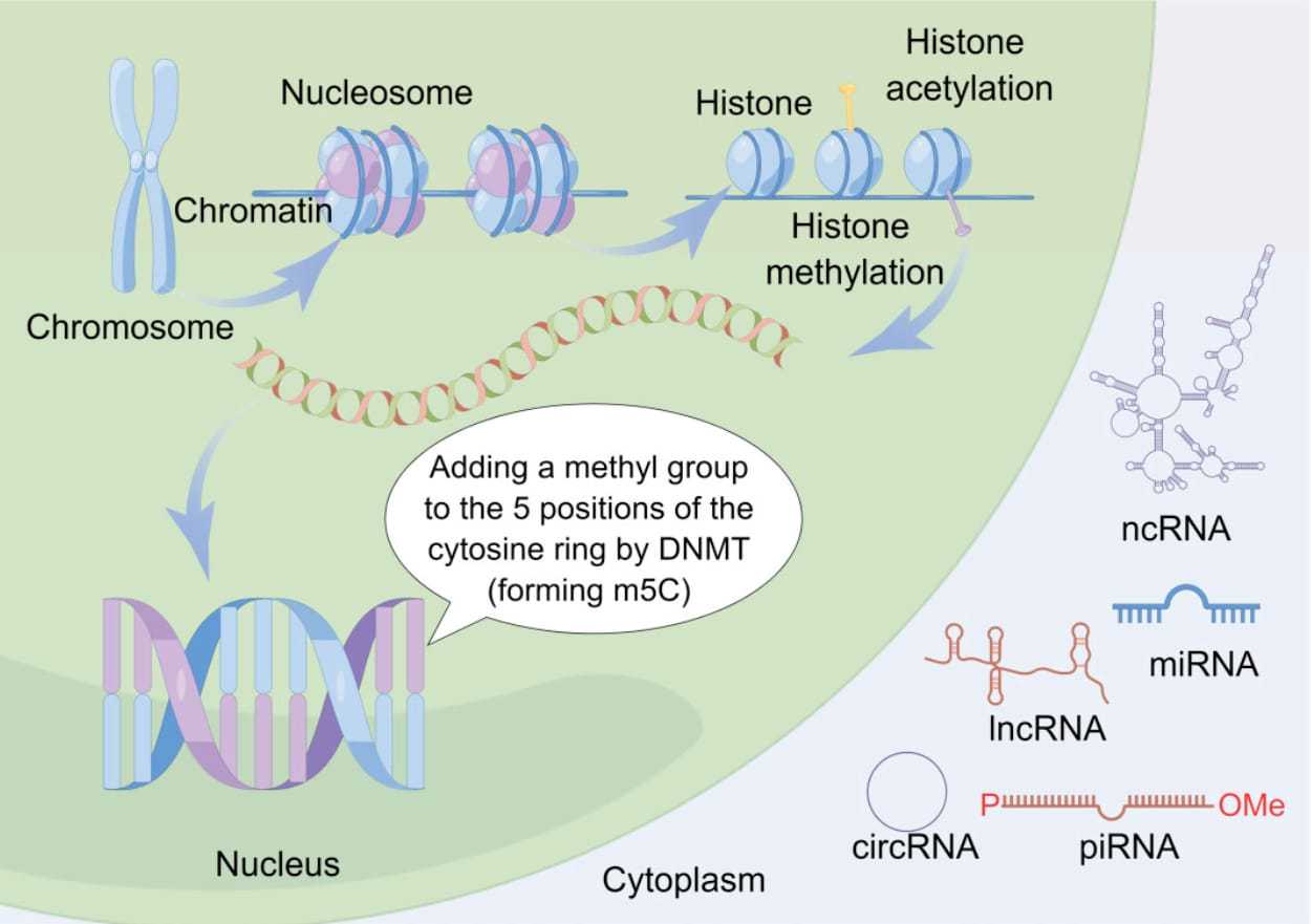 供卵代生-孕妇打黄体酮针对胎儿有没有影响