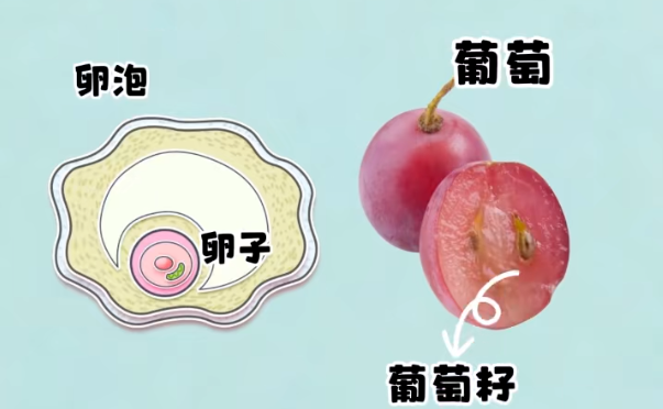 代孕公司-判断是否怀孕小妙招？一招判断有没有怀孕？