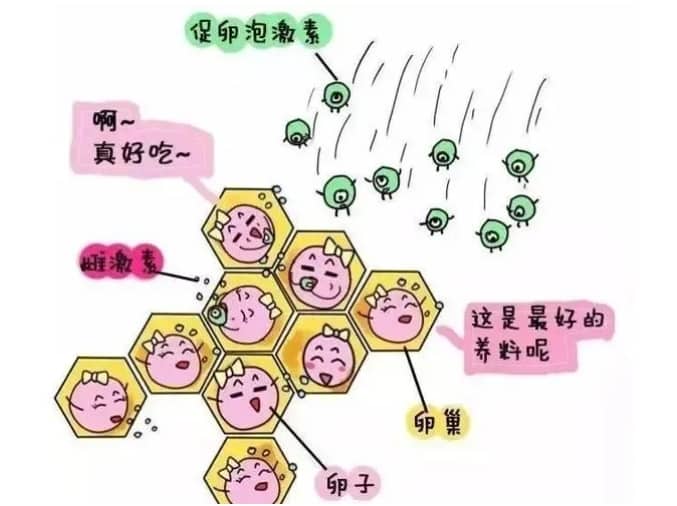 子宫腺肌症（腺肌瘤）治疗方案