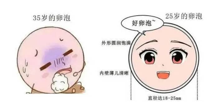 代生价格表-备孕能吃狗肉吗备孕吃狗肉影响生男孩