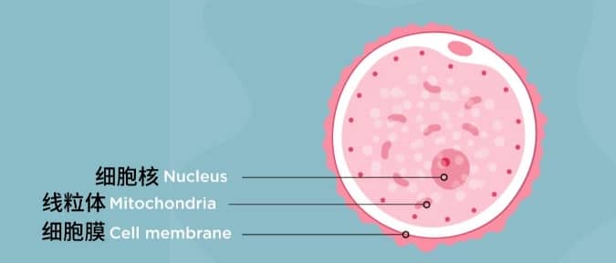 代怀生儿子-囊胚胚胎着床晚有坏处吗?初次做试管婴儿胚胎着床晚的坏处