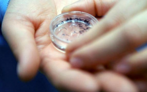 试管选性别费用多少，国内外选性别费用一览！