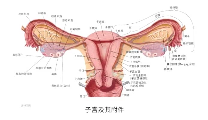 代生求子-头胎剖腹产二胎双胞胎危险吗