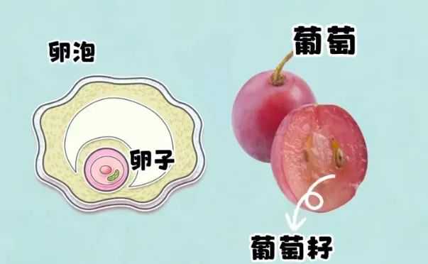 助孕-试管移植优质囊胚第几天能成功分裂为两个胚胎？