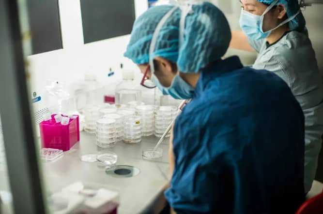 代孕公司-gv卵培养成熟后能不能配成功?