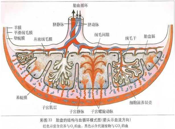 代生-雌激素决定卵泡质量吗