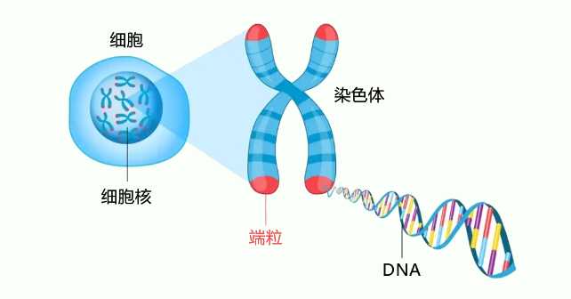 代生求子-月经规律安全期会怀孕吗