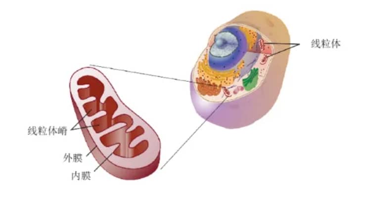 助孕生子-产后漏尿手术治疗，产后漏尿治疗方法