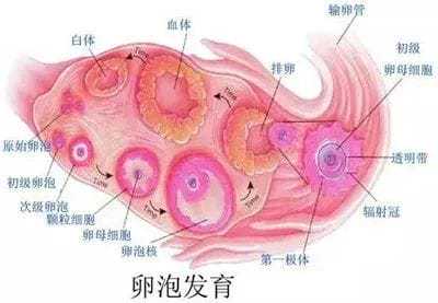 卵巢功能不好能治愈吗