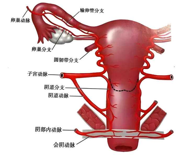 试管移植胚胎前nk细胞在多少范围内是正常的？