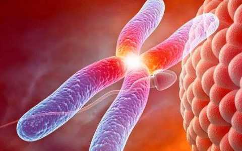 桑椹胚和3天鲜胚哪个质量好?