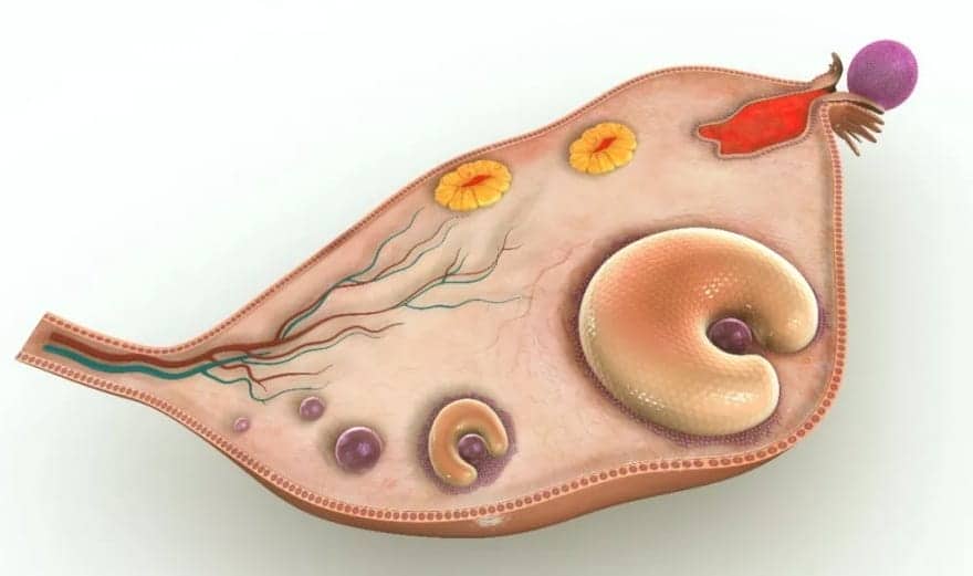 代怀微信-多囊冻胚移植适合什么周期，适合冻胚移植的时间