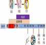 广州子宫畸形不孕怎么办？三代试管+供卵代怀选性别攻略