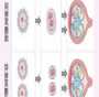 广州盆腔粘连不孕:三代试管供卵选性别,代生代怀助您圆梦