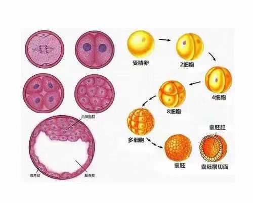 金华单身女性少弱精不育?代生代怀与供卵三代试管全攻略