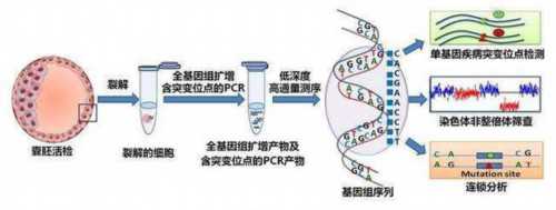 台州多囊卵巢不孕怎么办？供卵三代试管与代怀选性别全攻略
