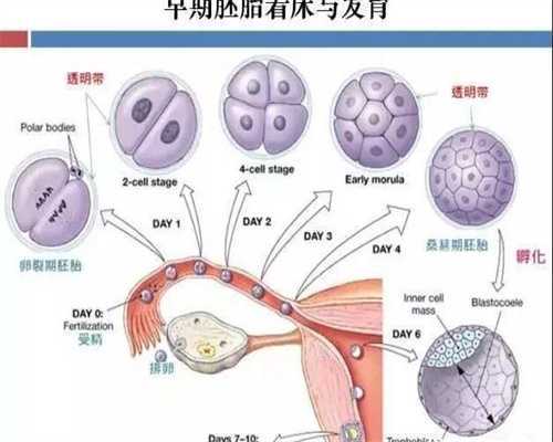 珠海拉拉双方不孕试管指南：代怀选性别与供卵三代试管全解析